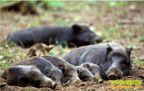 ������ɽ��Ұ������������ǵ�Ұ����ֳ�¸���