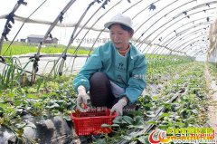 ����Ǳ�����޴����ֲ�ݮÿĶ����1���Ԫ