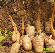 �����������º���ֲ���鴴ҵ��ũ�¸�