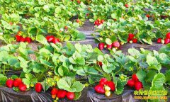 ������ǲ����ٴ����ֲ�ݮһ����������������