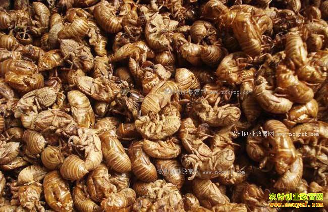 2017����ɼ۸�����Ԥ�⣺���ɼ۸���������