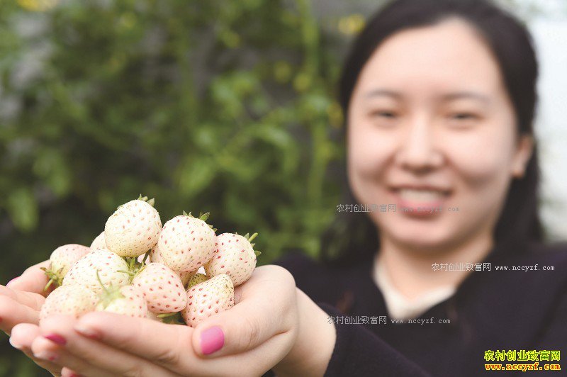 ɽ���ൺ����Ʒ�ְײ�ݮ����ѩ�����������ɹ�