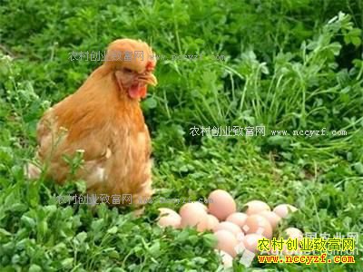 ����ͨ��������������ֳ��Ｆ΢��Ȧ�����ۺ�