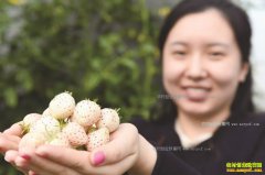 ɽ���ൺ����Ʒ�ְײ�ݮ����ѩ�����������ɹ�