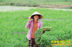 �����ٸ���֣άӢ��ֲˮ��������ʮ����Ԫ