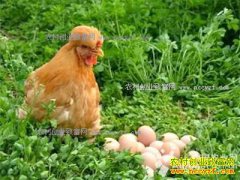 ����ͨ��������������ֳ��Ｆ΢��Ȧ�����ۺ�