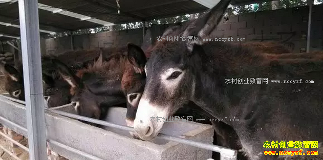 �Ƽ�8���ʺ�ũ���������ֳ��Ŀ-��¿