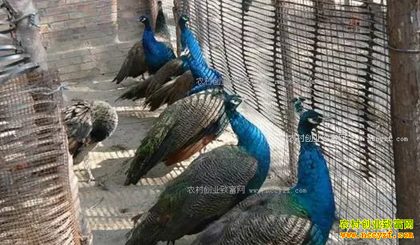 �Ƽ�8���ʺ�ũ���������ֳ��Ŀ-����ȸ��ֳ