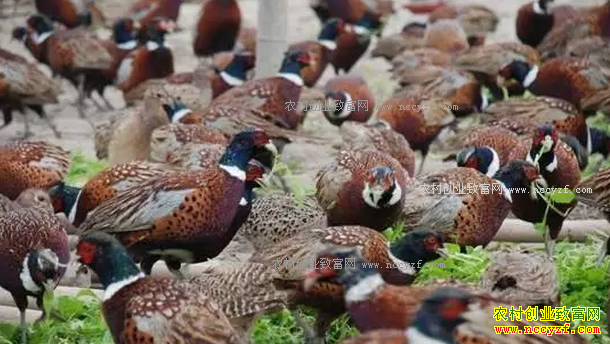 �Ƽ�8���ʺ�ũ���������ֳ��Ŀ-��ֳɽ��