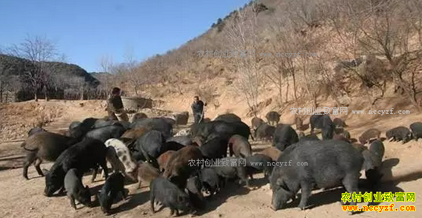 �Ƽ�8���ʺ�ũ���������ֳ��Ŀ-��ֳҰ��