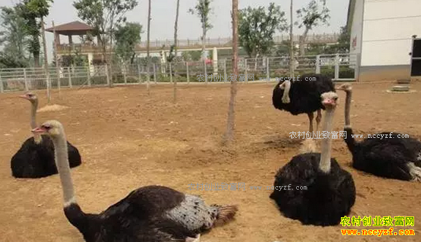 �Ƽ�8���ʺ�ũ���������ֳ��Ŀ-��ֳ����