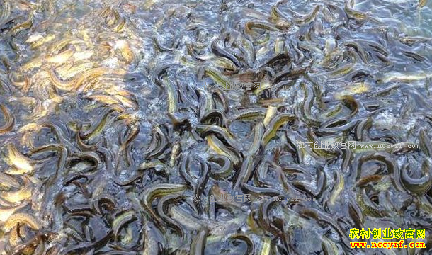 �Ƽ�8���ʺ�ũ���������ֳ��Ŀ-��ֳ����