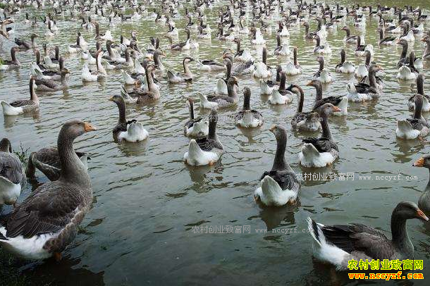 �Ƽ�8���ʺ�ũ���������ֳ��Ŀ-��ֳ����