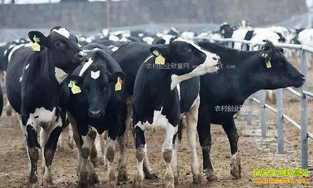 �Ƽ�8���ʺ�ũ���������ֳ��Ŀ-��ֳ�߲���ţ