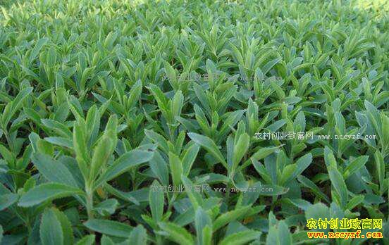 �������ݳ¾���ֲ��Ҷ��Ч��� ĶЧ����Ԫ