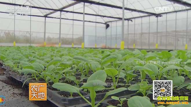 [ũ�����]��������º�ƽ�����߲�Ч���