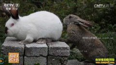 [ÿ��ũ��]������������ֳЧ��� �����г�������