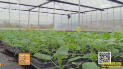 [ũ�����]��������º�ƽ�����߲�Ч���