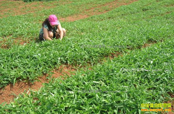 ��ֲ������