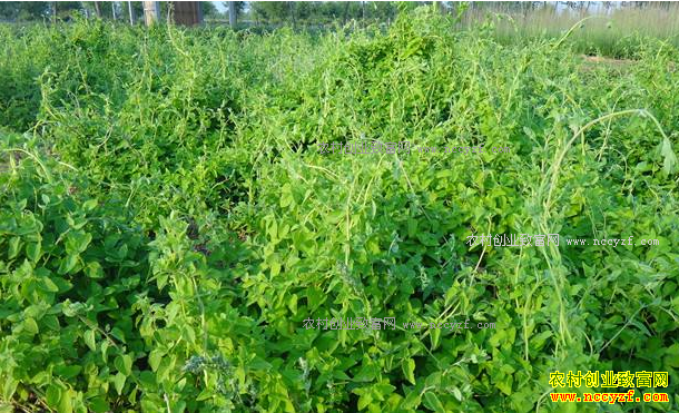 ��ֲ����