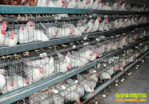 一位蛋鸡养殖户养蛋鸡稳赚不赔的挣钱“秘诀”