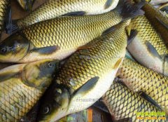 �㽭���˵�ˮ��۸��ձ��½�