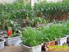 ɽ���ĳǽ��Ƴ������߲�ÿĶЧ��10��Ԫ