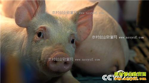 �¸��������⺺�����и��� ���໹��׬ǧ�� 3��7��