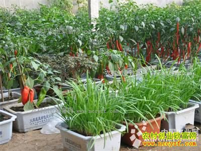 ɽ���ĳǽ��Ƴ������߲�ÿĶЧ��10��Ԫ