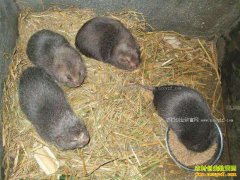 ���������������ֳ������ƶ�¸�