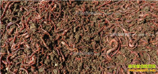 ���ս���ţ����ֳ�������ũ��չ�¸�·