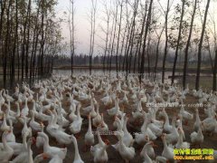 ���ɹŶ��¿����������������¸���