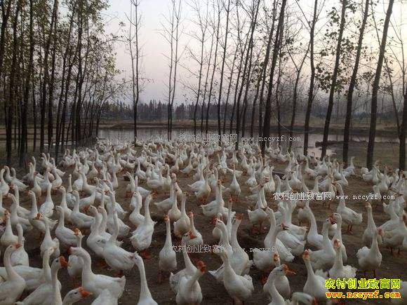 ���ɹŶ��¿����������������¸���