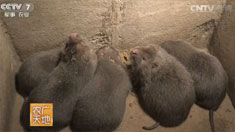 [ũ�����]����ҽ�������� �����������ﲨ�������¸���Ƶ