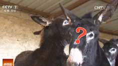 [�Ƽ�Է]���� ���� ���� ��ģ����¿������Ƶ