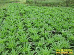 2017����ݫ��׬Ǯ�𣿽���ֲݫ��������ܲ���