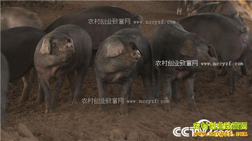 �����ڵ����˿���200��� ���������Ԫ(��)(20170309)