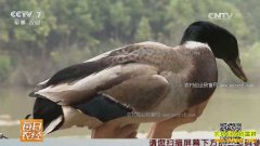 [ÿ��ũ��]������ƽĪ������ֳ��ͷҰѼ��׬20����