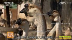 [ÿ��ũ��]ͷ��ʨ�ӵ�ʨͷ����ֳЧ���