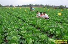 2017��������ֲ�߲˲���׬Ǯ��