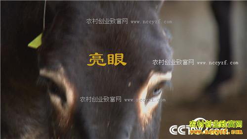 倔小伙养倔驴 如何年入千万(20170310)