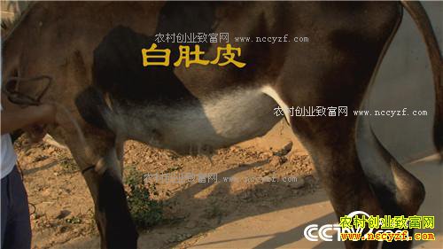 倔小伙养倔驴 如何年入千万(20170310)