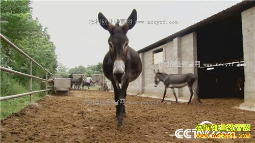 倔小伙养倔驴 如何年入千万(20170310)