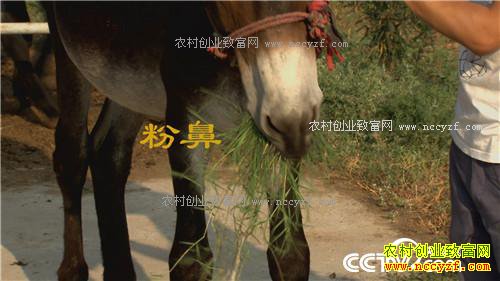 倔小伙养倔驴 如何年入千万(20170310)