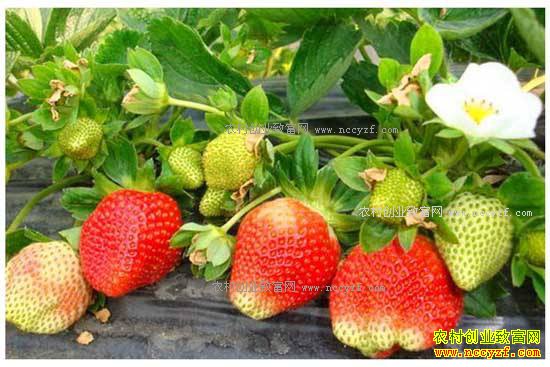 ɽ��ƽ���ع���������ֲ�ݮ΢������׬Ǯ