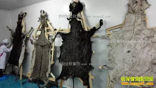 ¿Ƥ�۸�����100�� δ����¿�г�ǰ����