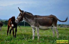 ¿Ƥ�۸�����100�� δ����¿�г�ǰ����