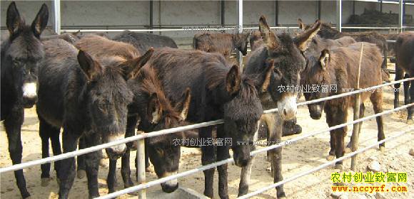 ��¿׬Ǯ����һͷ¿һ�괿����2000Ԫ����