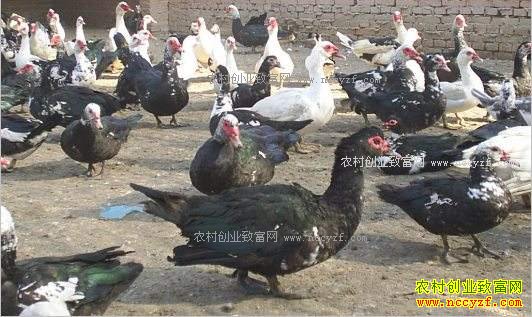 �Ĵ���ɽ����ֳ���޴����ũ����ƶ�¸�����Ŀ