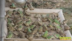 ����������ΰ���Ƶ��������ܴ�ҵ�¸�